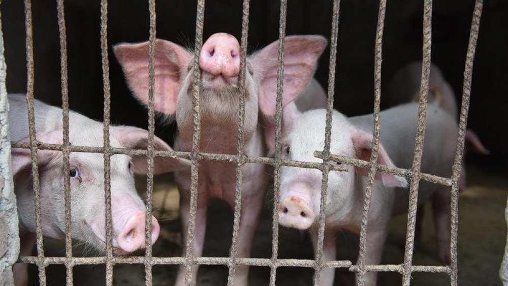 Caged Pigs carriers of Swine Flu, threatening Chinese health outbreak