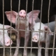 Caged Pigs carriers of Swine Flu, threatening Chinese health outbreak